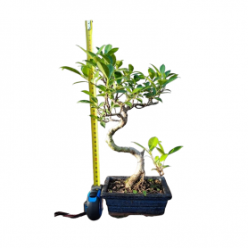 Ficus retusa bonsai a palchi