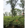 Tè bianco Doke Silver Needle (India, 25g)