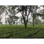 Tè bianco Doke Silver Needle (India, 25g)