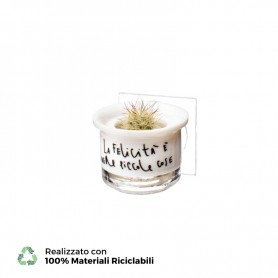 Vasetto Stickers Bonsai La Felicità – Specie Aurora Cactus