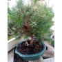 Bonsai pino Aleppo conifera da esterno