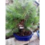 Bonsai pino Aleppo conifera da esterno