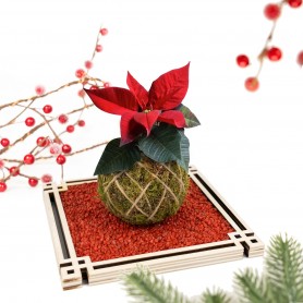 Kokedama Stella di Natale - Base Zen con sassi rossi