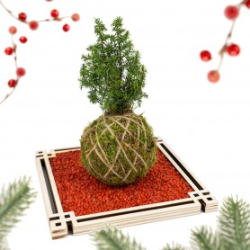 Kokedama Albero di Natale - Base Zen con sassi rossi