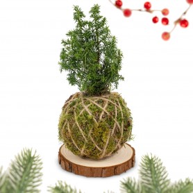 Kokedama Albero di Natale - Base in legno con corteccia