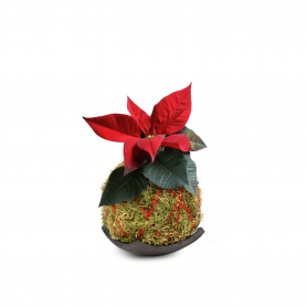 Kokedama Stella di Natale - Legatura in Yuta rossa - Base in terracotta marrone