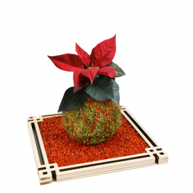 Kokedama Stella di Natale - Legatura in Yuta rossa - Base Zen con sassi rossi