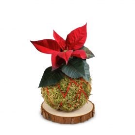 Kokedama Stella di Natale - Legatura in Yuta rossa - Base in legno con corteccia