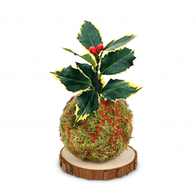 Kokedama bacche natalizie - Legatura in Yuta rossa - Base in legno con corteccia