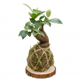 Kokedama Ficus Ginseng - Base corteccia